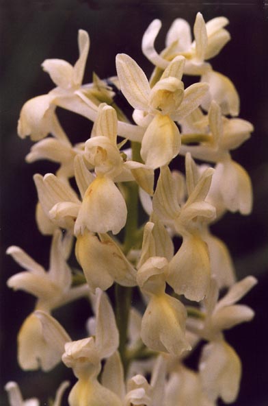 Orchis provincialis